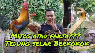 Download lagu PENDEDAHAN ULAR TEDUNG SELAR BERKOKOK mp3