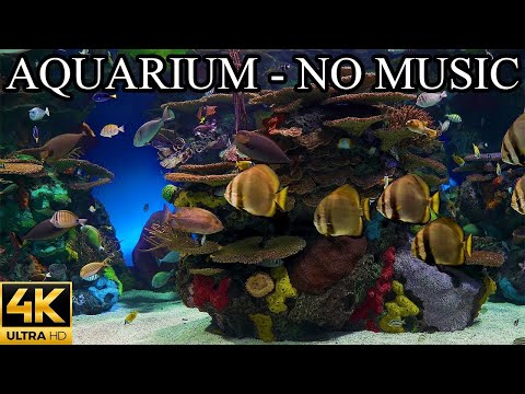 Dream AQUARIUM 4K Underwater Sounds NO Music NO Ads - Fish Tank Underwater Ambience