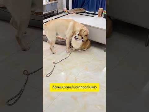 สุนัขของฉันทรยศเพื่อนที่ดีที่สุดเพราะจะฉีดยาให้!
