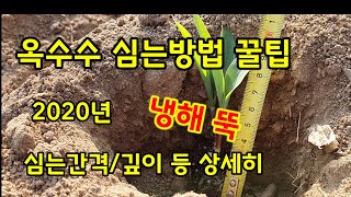 옥수수 심는방법 심는간격 깊이 등 상세히