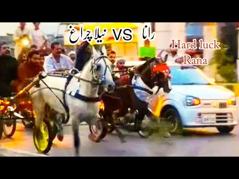 Nella Ciraag Vs Rana Horse Race// 04/05/2025