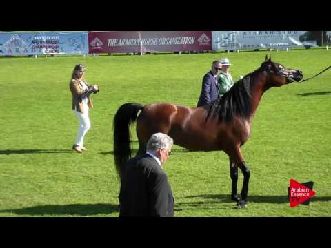 N.75 VDB KANZ'ANOVA - Chantilly 2017 European Breeders'Championship - 3 Years Old Colts (Class 7)