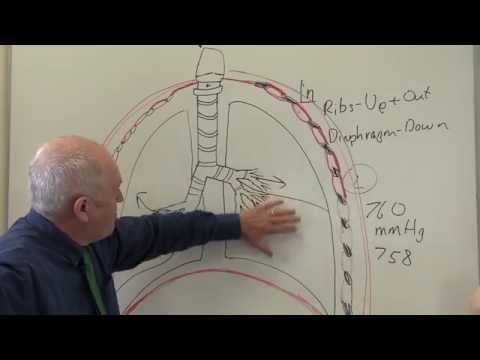 Respiratory System 2, Breathing and ventilation
