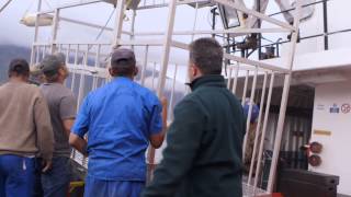 Megalodon: The Monster Shark Lives