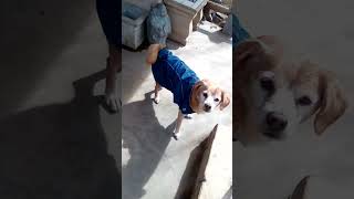 Video preview image #1 Beagle Puppy For Sale in Apple Valley, CA, USA