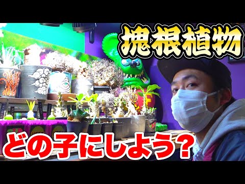 レスターコーデックス - 定義