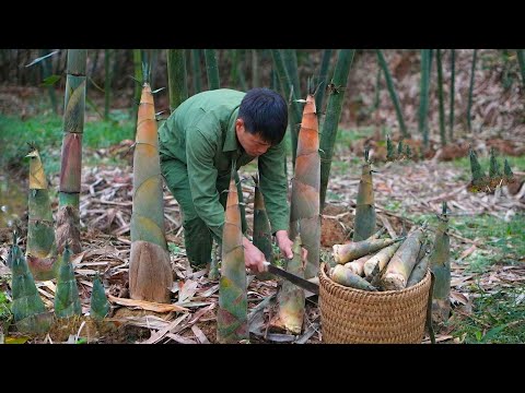 Harvesting Bamboo Shoots in the Forest and Selling Them to Villagers to Earn Extra Income