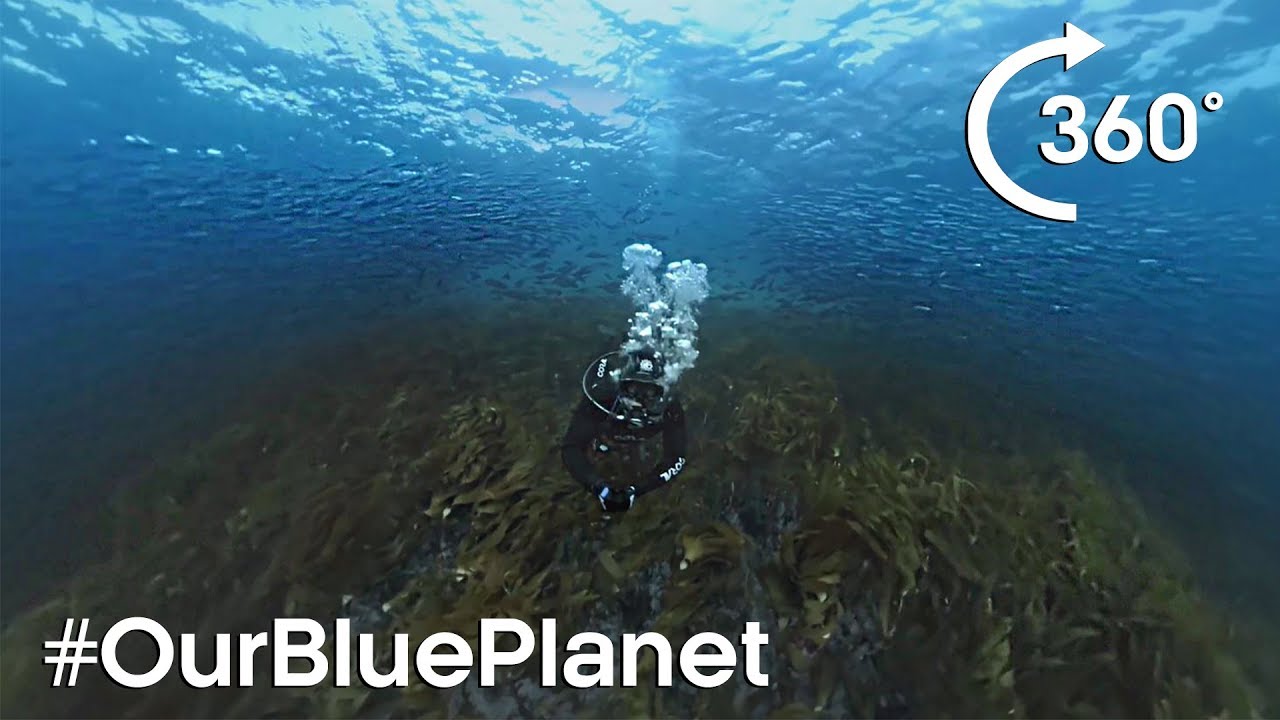360° Norwegian Kelp Forest Soundscape #OurBluePlanet - BBC Earth