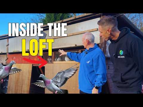 Inside the Secret World of Racing Pigeons