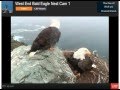 West End Bald Eagle Nest Family Nov 22 2012 914 Am Wray And Superman