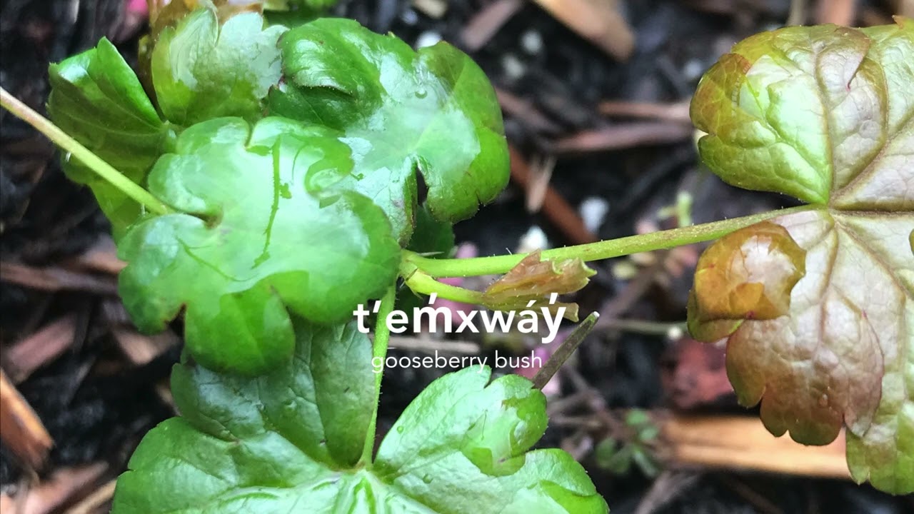 t’em̓xwáy̓ (gooseberry bush)