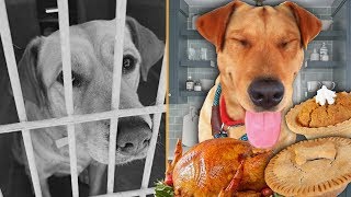 I broke this shelter dog out for Thanksgiving!