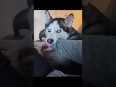 Dogs  funny videos #dogsoftiktok #UK #funnyanimals #doglovers #puppylove