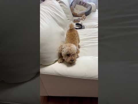 経営学科 掘り掘り興奮して暴れるトイプードル8ヶ月 #toypoodle #puppy #トイプードル