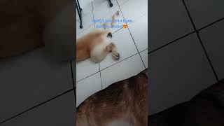 Download lagu inang2&anabul tepar abis lunchπ€ͺ mp3 Download lagu inang2&anabul tepar abis lunchπ€ͺ mp3