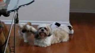 BoyMadison and Bad Boy Clyde Shih Tzu