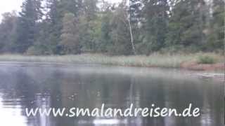 preview picture of video 'Elche in Schweden - Elchsafari beim Angeln auf Zander und Barsch in Schweden am Ruskensee -'