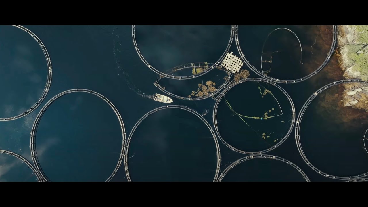 Rock | Plastic | Salmon - Act Now to Stop Salmon Farm Expansion in Newfoundland and Labrador