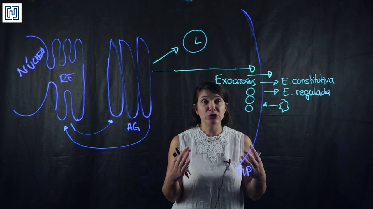exocitosis y endocitosis