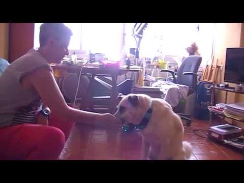 ADIESTRAMIENTO PERRO EN "MIRA A LOS OJOS" CON CLICKER