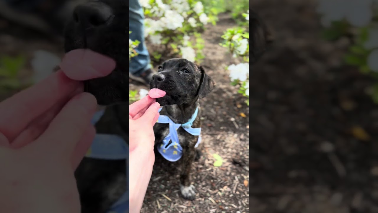 Enlarge Clover Mae, a ADOPTABLE mixed breed in College Grove, TN video 2/5