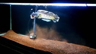 Download lagu auranti galak mp3