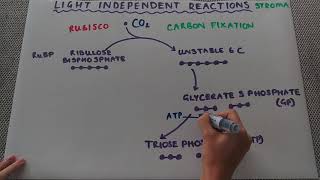 Photosynthesis: Light independent reactions