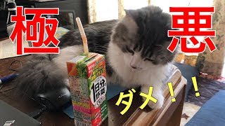 【閲覧注意】猫 まるみさんやらかす！！　大惨事に！？　最後は、、