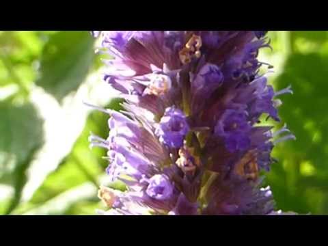 download lagu mp3 mp4 Agastache Anise Scent, download lagu Agastache Anise Scent gratis, unduh video klip Agastache Anise Scent