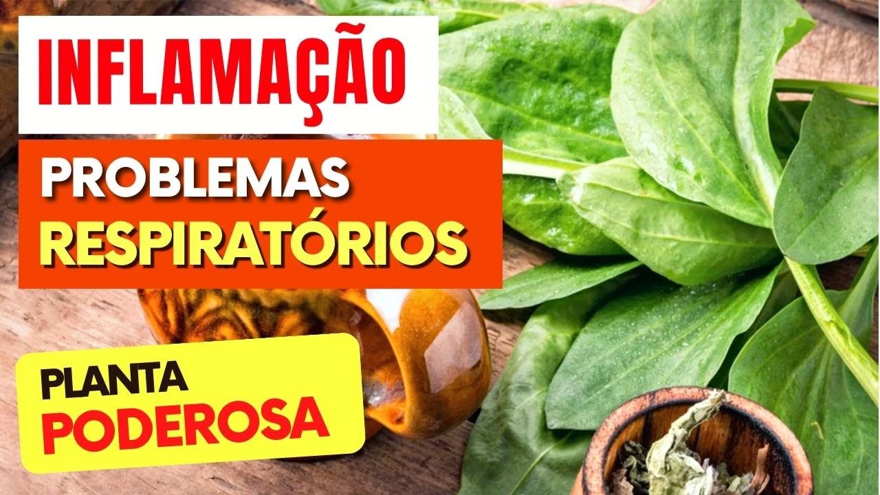 Chá para INFLAMAÇÃO, PROBLEMAS RESPIRATÓRIOS E IMUNIDADE - Benefícios do Chá de Tanchagem, Como Usar
