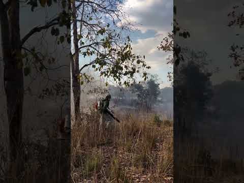 Incêndio atinge 1,4 mil hectares na Serra de Calcilândia – 23/09/2026 – Lig News