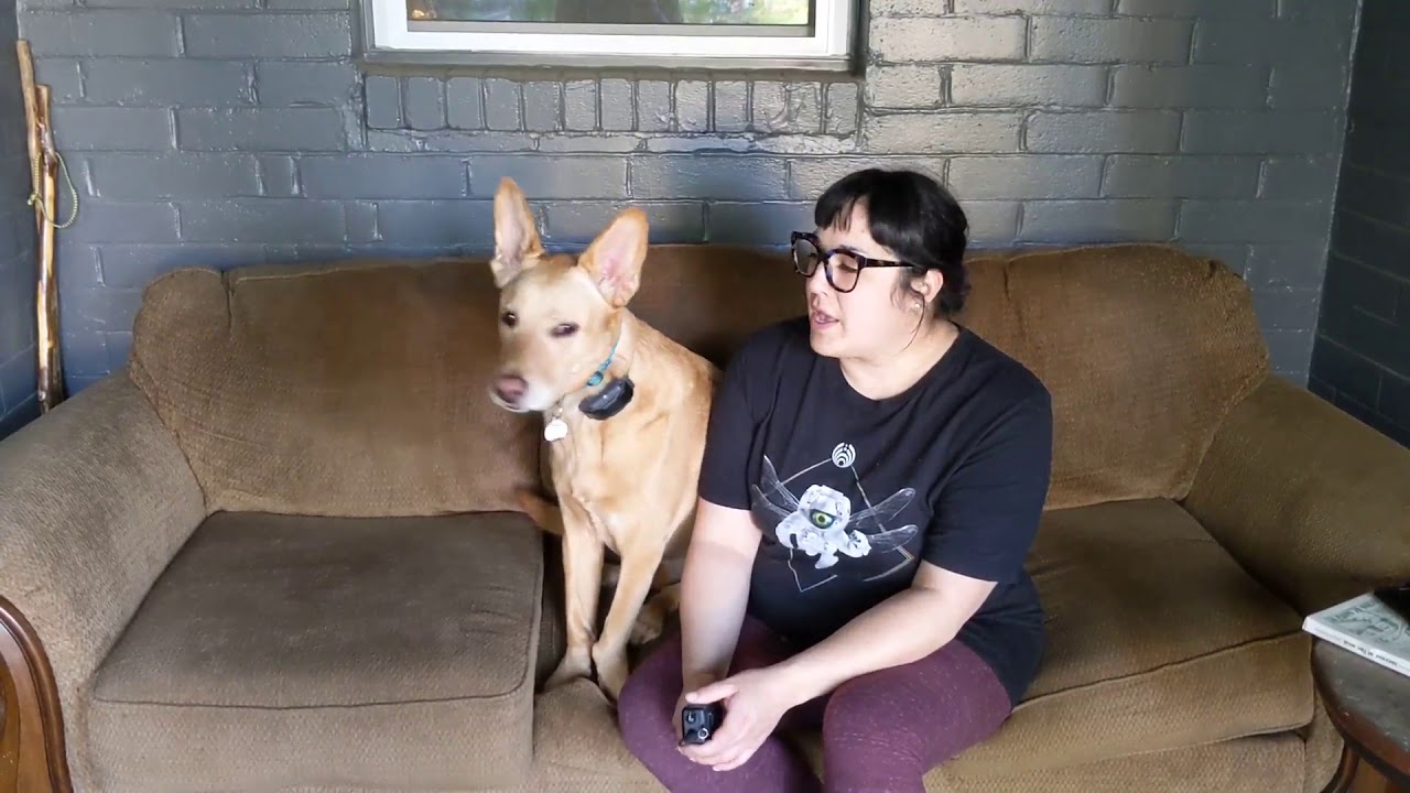 Tip Top K9 Reviews | Dog Trainers in Tulsa | Heather