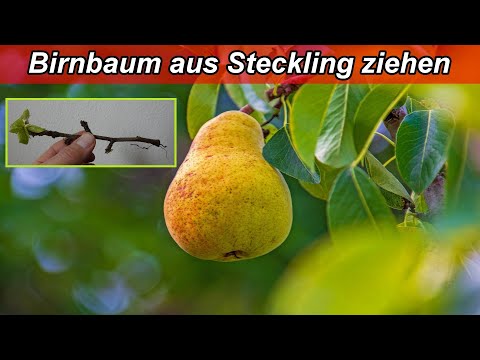 Birnbaum durch Stecklinge vermehren – Birnbaum aus Ast Ableger selber ziehen Anleitung