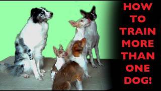 How to train more than one dog at a time