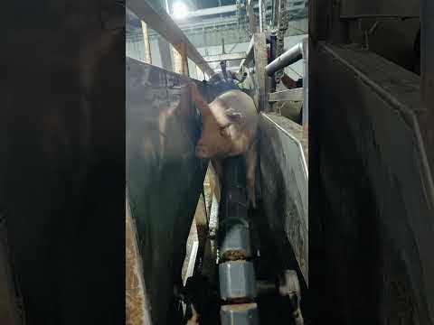 Pitiful eyes - We have to admit we human are cruel but which creature is not cruel for living#shorts