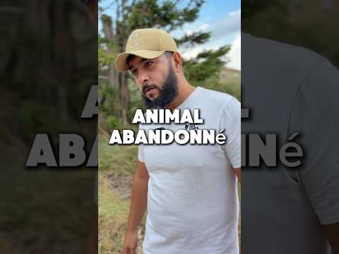 Animal abandonné #prevention #respect #histoirevraie