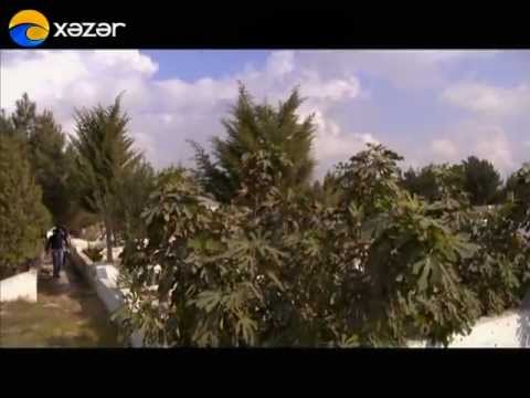 Həyat Varsa - Tamah