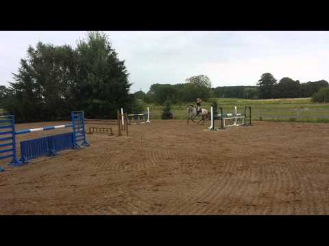 Cellestial 5-jährig Schimmel