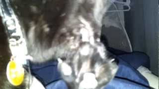 Cat bites her nails.