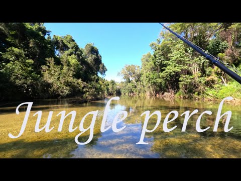 Where to catch jungle perch