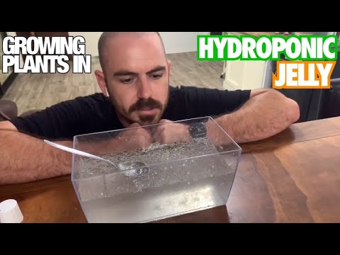 Cultivo de plantas em geleia hidropônica