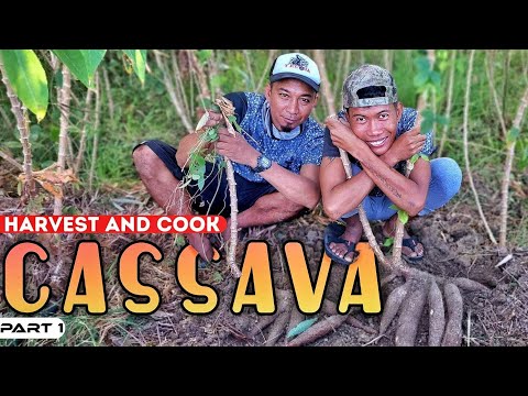 EP895-P1 - Cassava Harvest and Cook