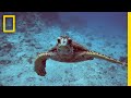 Oceans 101 | National Geographic