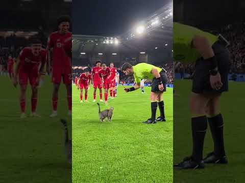 Dieser Schiri ist einfach zu lustig!