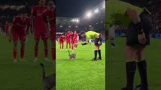 Video thumbnail image