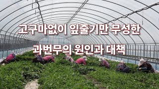 고구마 실패의 원인 과번무 원인과 대책