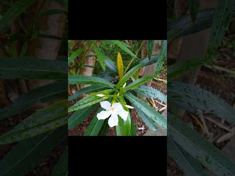 キョウチクトウのさやの使い方は？庭師のためのヒント  庭園