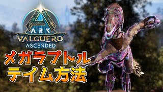 【ARK/ASA】メガラプトル方法！バルゲロ！松明、トーチ【ARK: Survival Ascended】