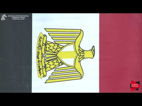 N.51 SERANZA - GOLD - Fillies Championship