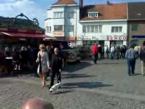 mercado de animales en belgica